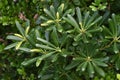 Pittosporum tobira Japanese cheesewood