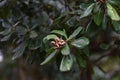 Pittosporum tobira Japanese cheesewood Royalty Free Stock Photo