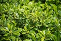 Pittosporum tobira Nana in a green background Royalty Free Stock Photo