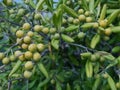 Japanese pittosporum tree with fruits