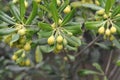 Pittosporum tobira