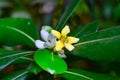 Pittosporum tobira - yellow five-petalled flowers of a tropical plant from the collection of a botanical garden