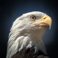 Portrait of a bald eagle