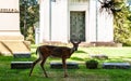 Pittsburgh, Pennsylvania, USA 9/7/2019 A doe deer in the Homewood Cemetery among gravestones and a mausoleum