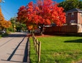 Pittsburgh, Pennsylvania, USA October 11, 2022 Beautiful red leaves on an oak tree