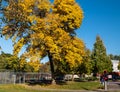 Pittsburgh, Pennsylvania, USA October 11, 2022 A large tree changing colors in fall in the Swisshelm Park playground
