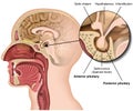 Pituitary gland anatomy 3d medical vector illustration isolated on white background hypothalamus in human brain