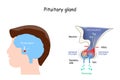 Pituitary gland anatomy. Hormones. location of hypophysis Royalty Free Stock Photo