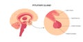 Pituitary gland anatomy Royalty Free Stock Photo