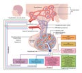 Pituitary Gland functions