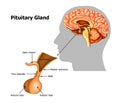 Pituitary-gland Royalty Free Stock Photo