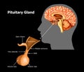 pituitary-gland Royalty Free Stock Photo