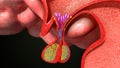 Pituitary gland Royalty Free Stock Photo