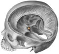 Pituitary Gland - Skull & Brain Cutaway Revealing the Location