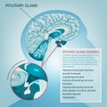 Pituitary gland vector