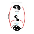 Female reproductive hormones