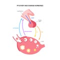 Female reproductive hormones