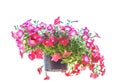 Pitunia flower on white background Royalty Free Stock Photo