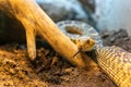 Pituophis melanoleucus, pine snake closeup snake