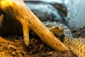 Pituophis melanoleucus, pine snake closeup snake