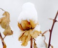 Piture of a yellow frozen rose in january under the snow