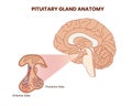 Pitutary gland anatomy illustration. Hypophysis vector