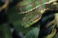 Pitviper Royalty Free Stock Photo