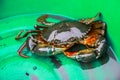 Pity crab Royalty Free Stock Photo