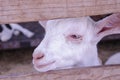 Pity face of white lamb behind wooden fence of corral Royalty Free Stock Photo