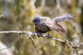 Piwakawaka New Zealand Endemic Fantail Royalty Free Stock Photo