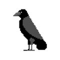 Pixel art Black Raven isolated. pixelated Black crow symbol of death 8 bit