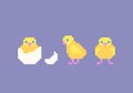 Pixel art cute cartoon chicken set.