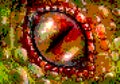 Pixel art dragon eye Royalty Free Stock Photo