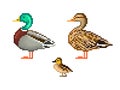 Pixel art duck family set. Duck, drake and duckling. Royalty Free Stock Photo