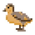 Pixel art duckling. Duck retro video game asset. Animal vector illustration.