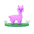 Pixel art lama. Farm animal for game design