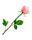 Pixel art rose flower isolated on white background