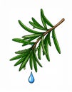 Pixel Art Rosemary Sprig with Water Droplets Royalty Free Stock Photo