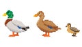 Pixel art set of Wild duck birds. Ducks family. Male Drake, female duck and duckling icons. Vector illustration isolated Royalty Free Stock Photo