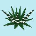 Pixel succulent haworthia