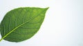 Pixelated Green Leaf on White Background Royalty Free Stock Photo