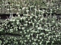 pixie cup lichen scient. name Cladonia asahinae Royalty Free Stock Photo