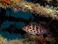 Pixie hawkfish Royalty Free Stock Photo