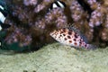 Pixie hawkfish (cirrhitichthys oxycephalus) in the Red Sea.