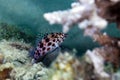 Pixie hawkfish (cirrhitichthys oxycephalus) in the Red Sea.