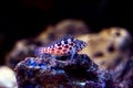 Pixy red spotted Hawkfish - Cirrhitichthys oxycephalus