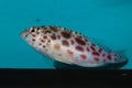 Pixy, Spotted Hawkfish