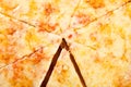 Pizza Royalty Free Stock Photo