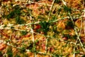 Pizza background - macro shot delicious italian pizza Royalty Free Stock Photo