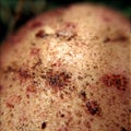 Pke, tom tuber of washed potatoes, at high magnification